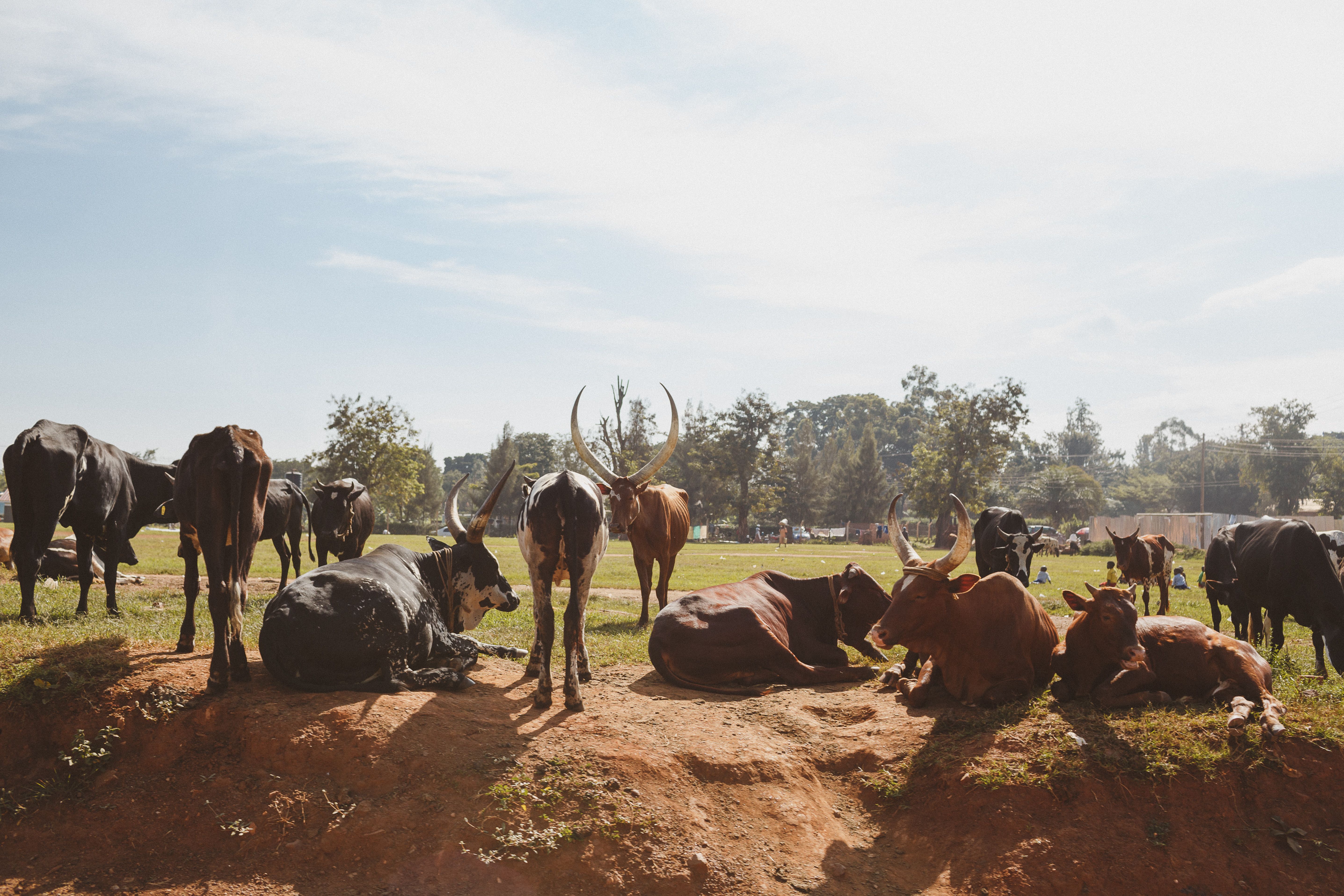 Community Animal Health